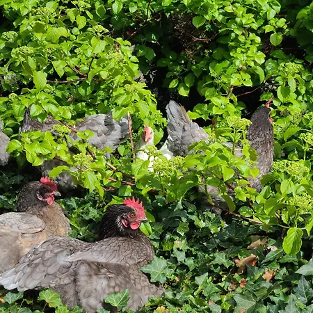 Du Marais Deauville * 图克