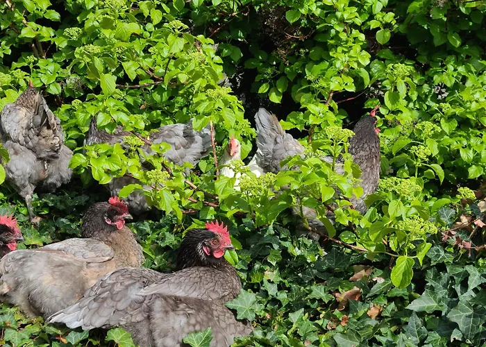 Du Marais Deauville * Touques