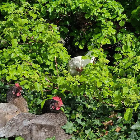 Du Marais Deauville Semesterbostad *