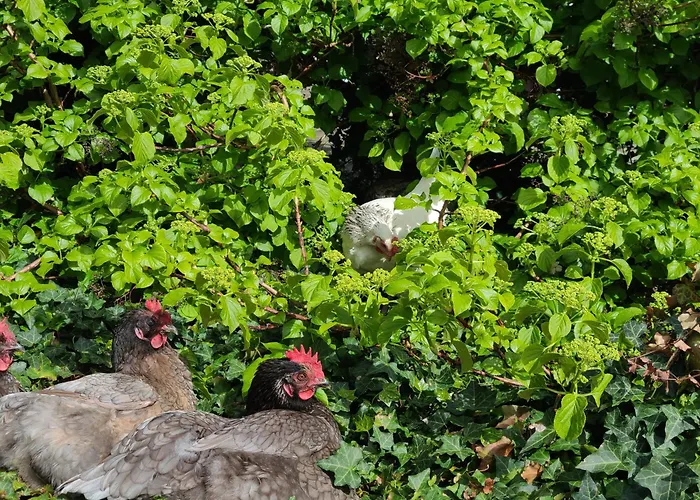 Du Marais Deauville Holiday home *